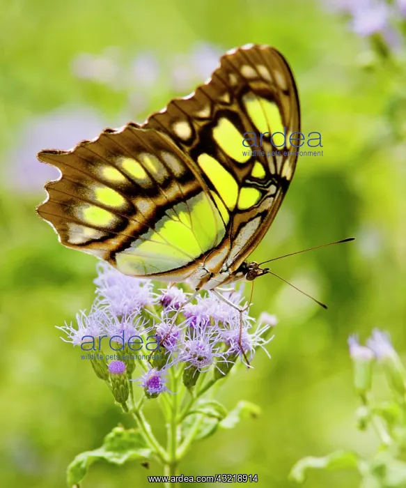 : Malachite (Siproeta stelenes) butterfly : Malachite (Siproeta stelenes) butterfly