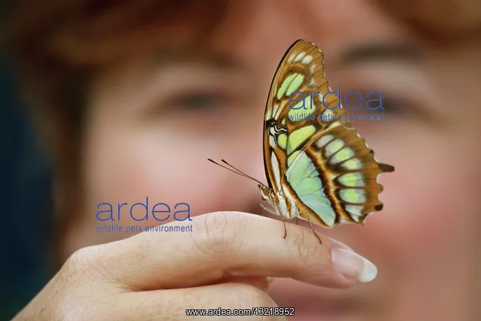  : Malachite (Siproeta stelenes) butterfly
