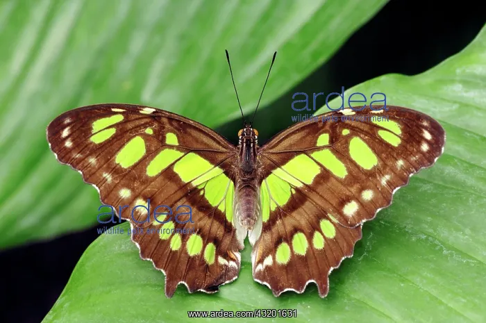 : Malachite (Siproeta stelenes) Malachitfalter / (Siproeta : Malachite (Siproeta stelenes) Malachitfalter / (Siproeta