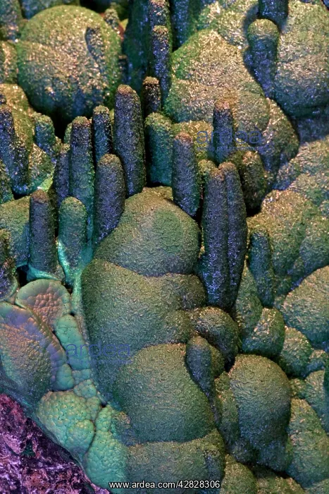 : Malachite Stalactites - 'The Anemones' : Malachite Stalactites - 'The Anemones'