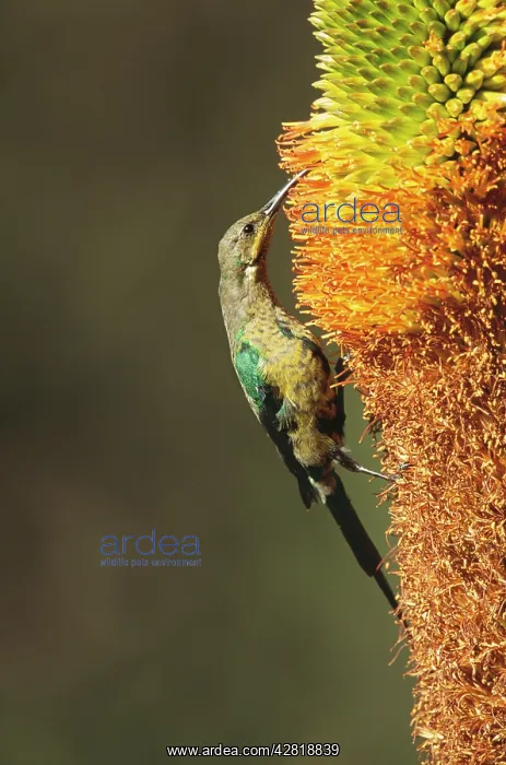 : MALACHITE SUNBIRD - Eclipse male on Aloe broomii flower : MALACHITE SUNBIRD - Eclipse male on Aloe broomii flower