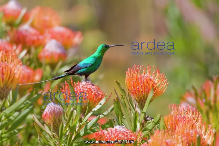 : A Malachite Sunbird feeds on Pincushion : A Malachite Sunbird feeds on Pincushion