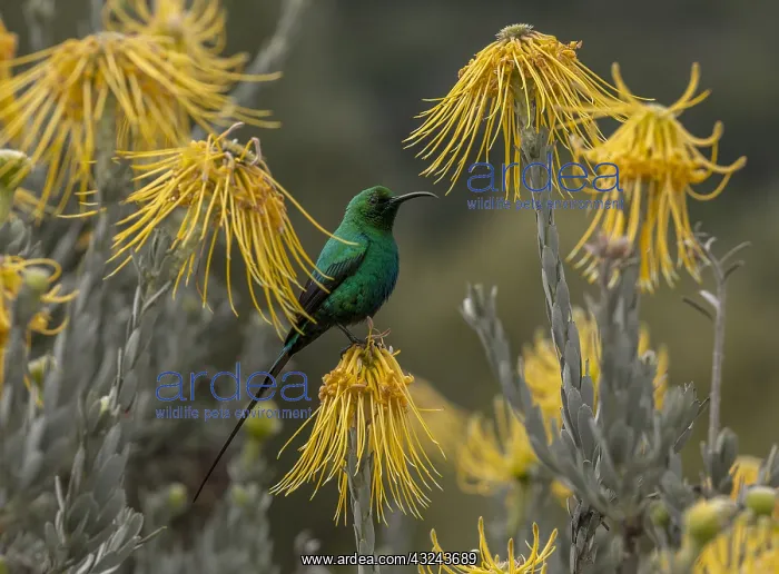 : Malachite Sunbird, Nectarinia famosa feeding on : Malachite Sunbird, Nectarinia famosa feeding on