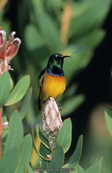 : Malachite Sunbird - Perched on flower : Malachite Sunbird - Perched on flower