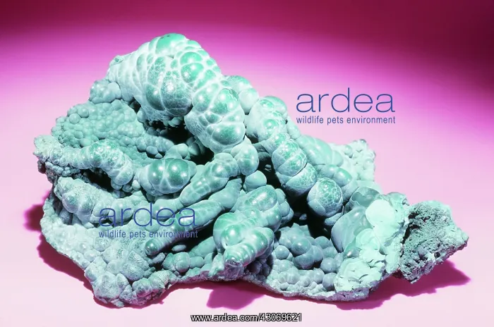 : Malachite from Zaire : Malachite from Zaire