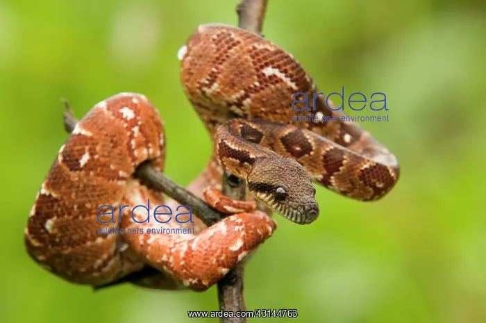 : Malagasy Boa : Malagasy Boa