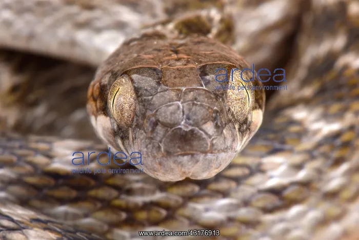 : Malagasy cat-eyed snake (Madagascarophis meridionalis) : Malagasy cat-eyed snake (Madagascarophis meridionalis)