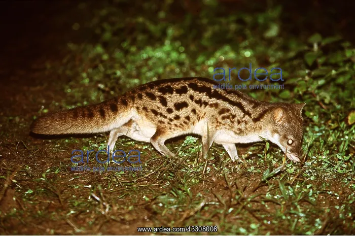 : MALAGASY CIVET - sniffing ground : MALAGASY CIVET - sniffing ground