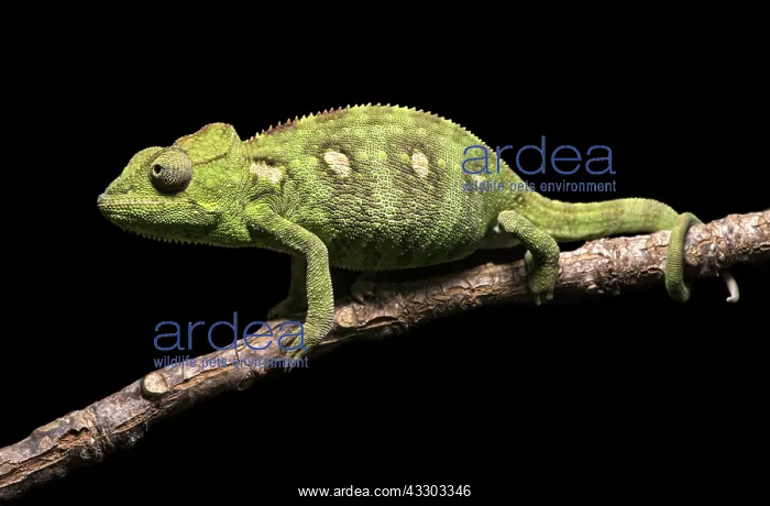 : Malagasy giant chameleon (Furcifer oustaleti) on : Malagasy giant chameleon (Furcifer oustaleti) on