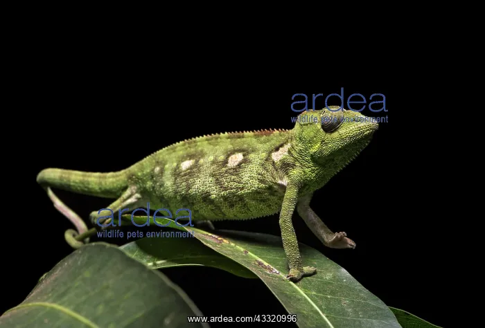 : Malagasy giant chameleon (Furcifer oustaleti), Antananarivo : Malagasy giant chameleon (Furcifer oustaleti), Antananarivo