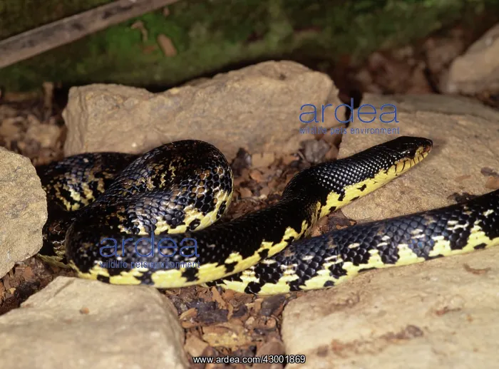 : Malagasy Giant Hognose Snake : Malagasy Giant Hognose Snake