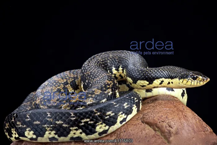 : Malagasy giant hognose snake (Leioheterodon madagascariensis : Malagasy giant hognose snake (Leioheterodon madagascariensis