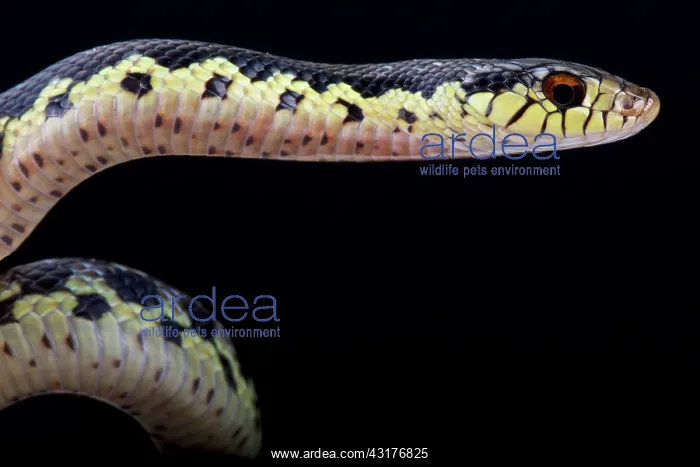 : Malagasy giant hognose snake (Leioheterodon madagascariensis : Malagasy giant hognose snake (Leioheterodon madagascariensis