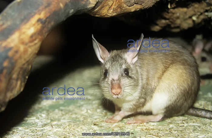 : Malagasy / Madagascan giant jumping RAT : Malagasy / Madagascan giant jumping RAT
