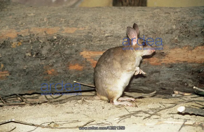 : Malagasy / Madagascan giant jumping RAT : Malagasy / Madagascan giant jumping RAT
