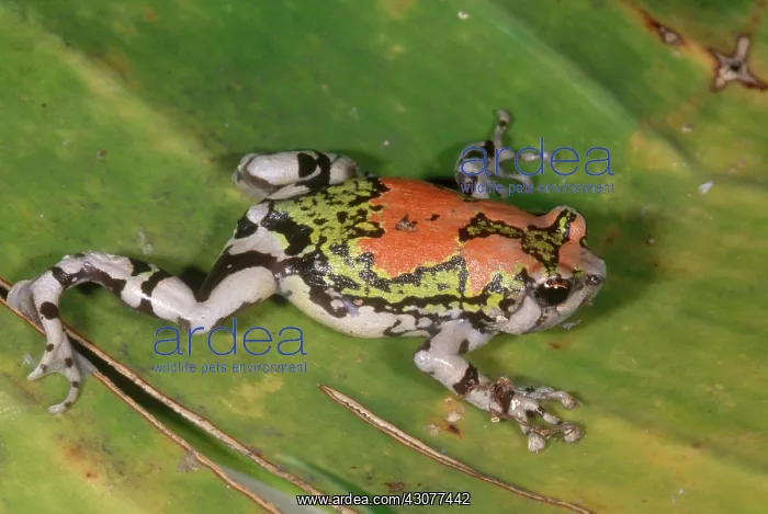 : Malagasy Painted Toad : Malagasy Painted Toad