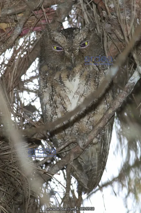 : Malagasy Scops Owl : Malagasy Scops Owl