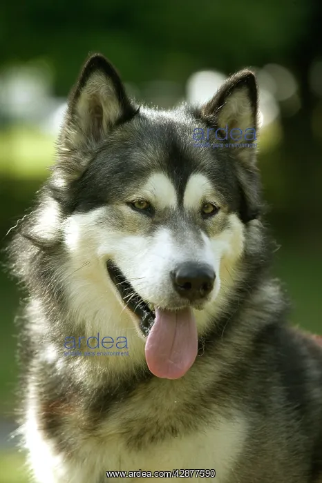  : Malamut Dog - Close-up of head