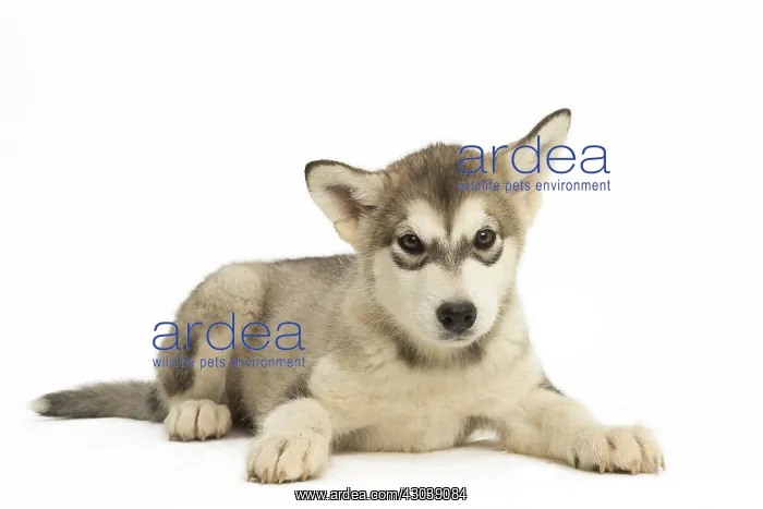  : Malamute Dog, puppy