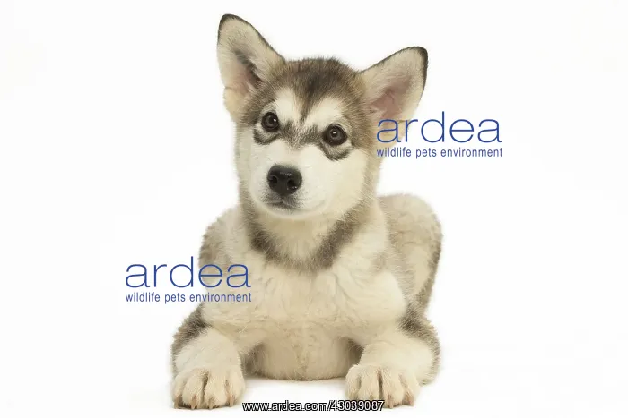  : Malamute Dog, puppy