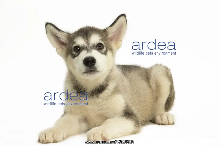  : Malamute Dog, puppy