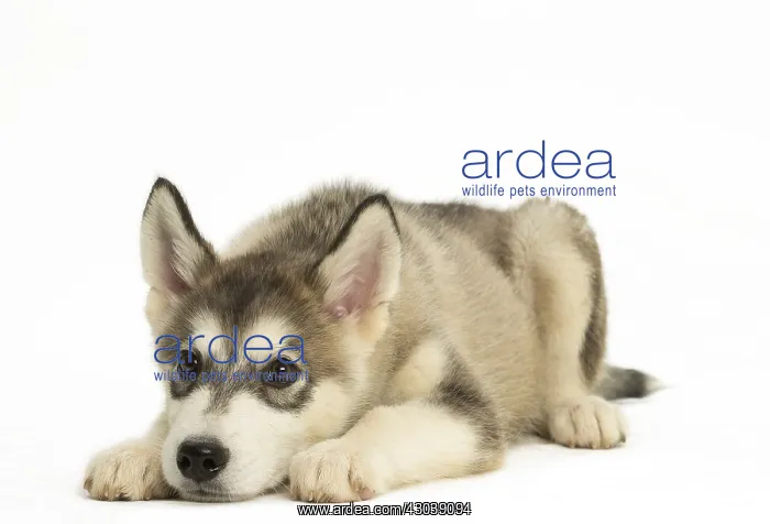  : Malamute Dog, puppy