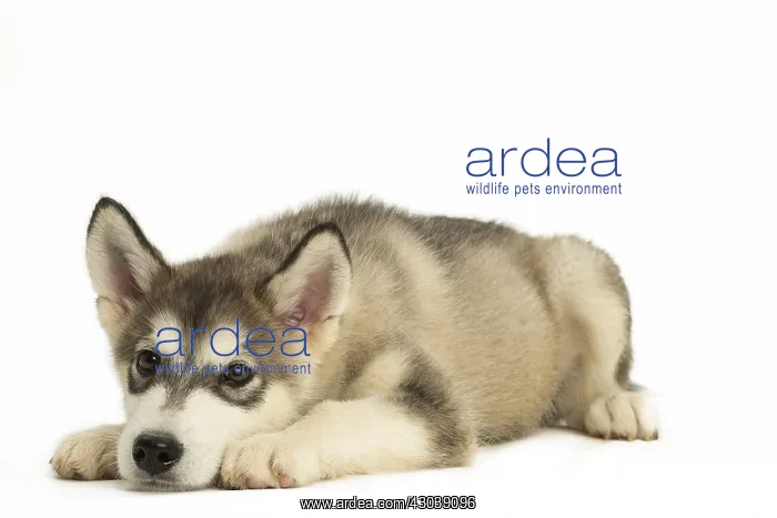  : Malamute Dog, puppy