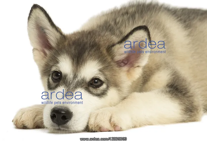  : Malamute Dog, puppy