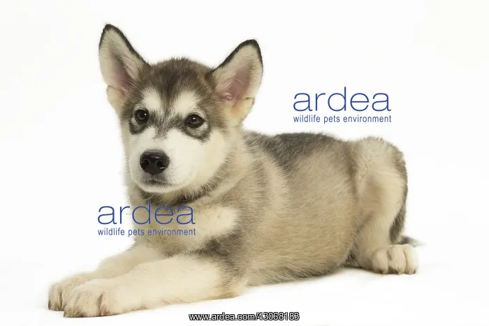  : Malamute Dog, puppy