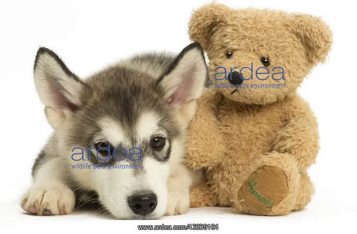 : Malamute Dog, puppy Malamute Dog, puppy