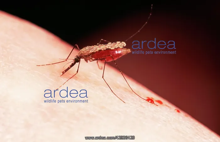 : Malaria Mosquito : Malaria Mosquito