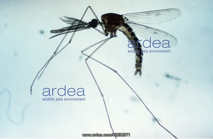 : MALARIA MOSQUITO - MALE : MALARIA MOSQUITO - MALE