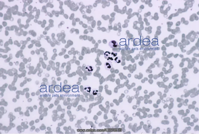 : Malarial Parasite Mosquito - Erythrocytic stage x 100 : Malarial Parasite Mosquito - Erythrocytic stage x 100