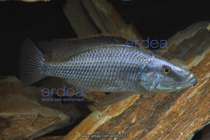 : Malawi eyebiter male and rocks : Malawi eyebiter male and rocks