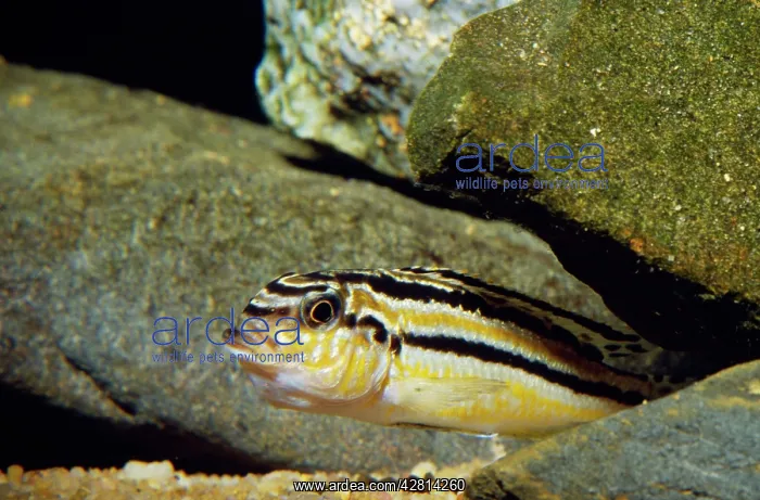 : MALAWI FISH : MALAWI FISH