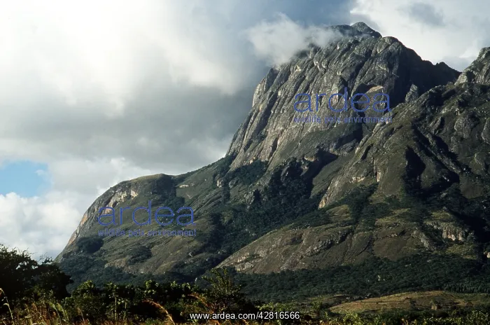 : MALAWI - Manga Peak, Mulanje Plateau : MALAWI - Manga Peak, Mulanje Plateau