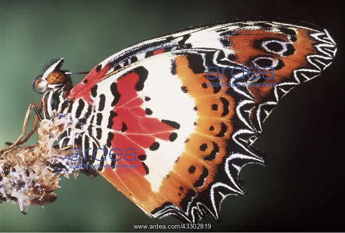 : Malay Lacewing Butterfly : Malay Lacewing Butterfly