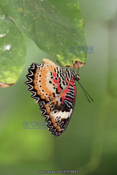 : Malay / Leopard Lacewing Butterfly - resting, showing : Malay / Leopard Lacewing Butterfly - resting, showing