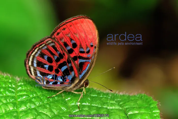 : Malay Red Harlequin : Malay Red Harlequin