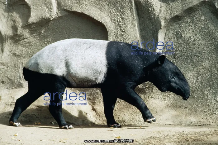 : Malay / Saddle-backed Tapir : Malay / Saddle-backed Tapir