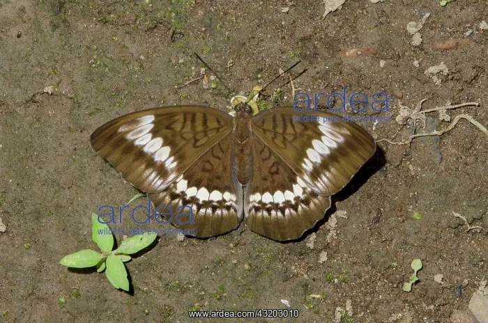 : Malay Viscount Butterfly on ground - Klungkung : Malay Viscount Butterfly on ground - Klungkung