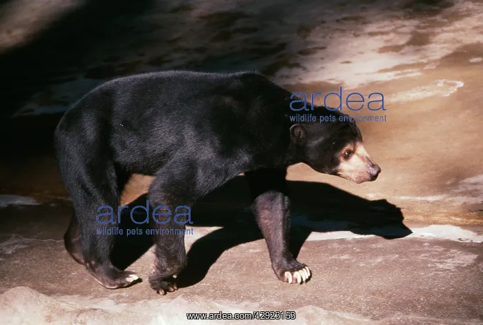 : Malaya Sun Bear : Malaya Sun Bear