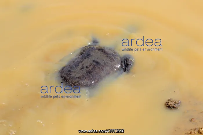 : Malayan Asian Soft Shelled Turtle : Malayan Asian Soft Shelled Turtle