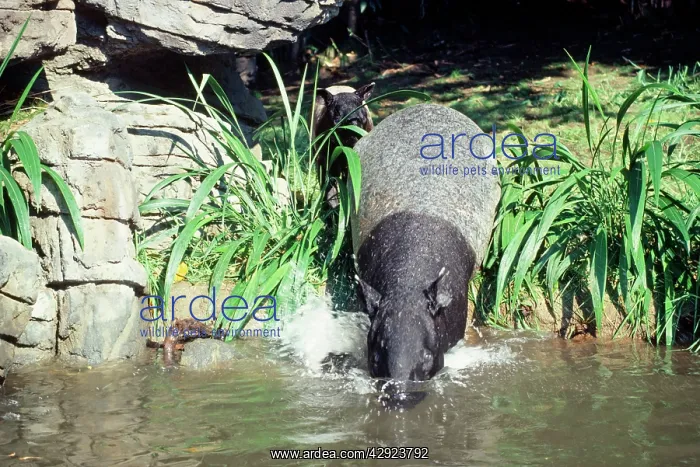 : Malayan / Asian Tapir - with young - entering water : Malayan / Asian Tapir - with young - entering water