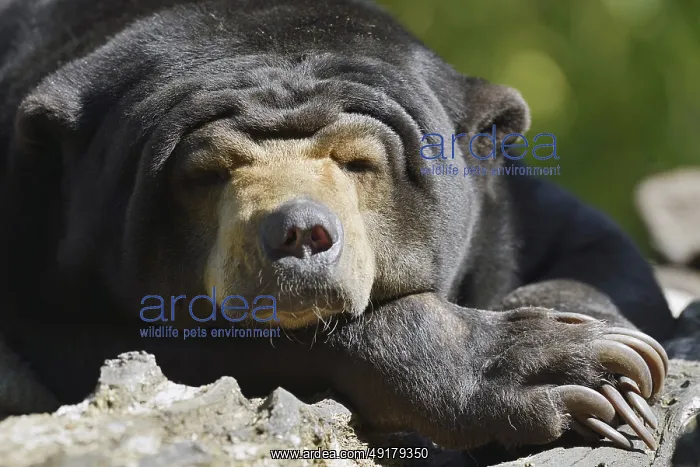 : Malayan bear or sun bear (Helarctos malayanus) : Malayan bear or sun bear (Helarctos malayanus)