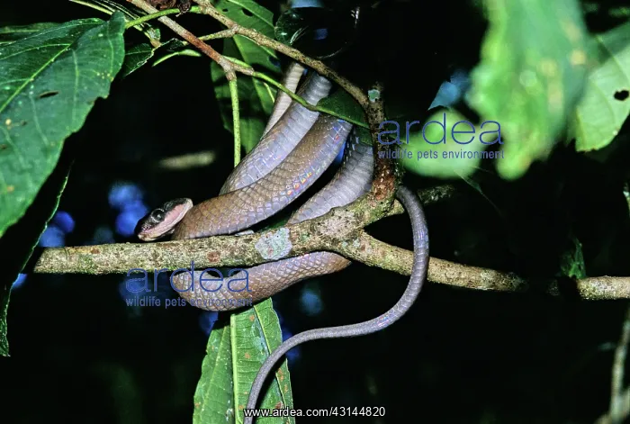 : Malayan Brown Snake : Malayan Brown Snake