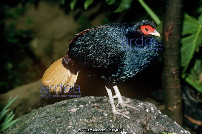 : Malayan crestless Fireback Pheasant - male : Malayan crestless Fireback Pheasant - male