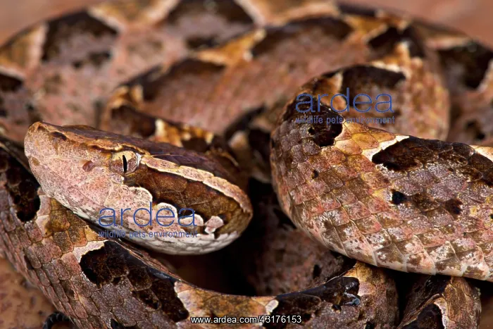 : Malayan ground pit viper (Calloselasma rhodostoma) : Malayan ground pit viper (Calloselasma rhodostoma)