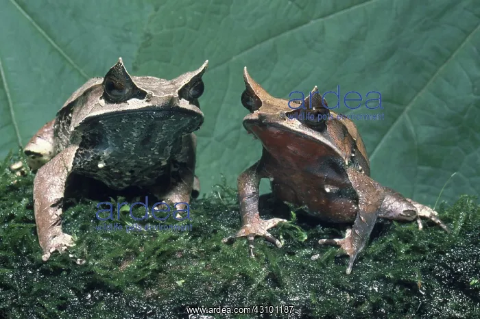: Malayan Horned Frog : Malayan Horned Frog