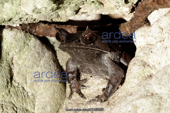 : Malayan Horned frog : Malayan Horned frog